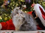 blue bi color male Persian kitten - Persian Cat For Sale - Fleetwood&comma; PA&comma; US
