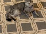 Mitia - Scottish Fold Cat For Sale - Philadelphia&comma; PA&comma; US