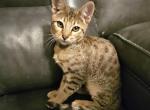 F4 Savannah kittens - Savannah Cat For Sale - Lakeland&comma; FL&comma; US