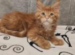 Abrikos Polydactyl - Maine Coon Cat For Sale - Miami&comma; FL&comma; US