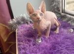 Tulum - Sphynx Cat For Sale - Pembroke Pines&comma; FL&comma; US