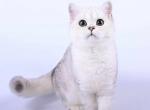 Keanu - British Shorthair Cat For Sale - Brighton&comma; CO&comma; US