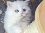 Lolly - Scottish Straight Cat For Sale - Boston&comma; MA&comma; US