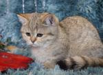 Metalli black golden dwarf English Muffin female - Munchkin Cat For Sale - 