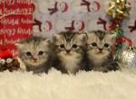 Sarah and Anna Woo English Muffin Females - Munchkin Cat For Sale - Winnemucca&comma; NV&comma; US