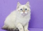 Olimp - Siberian Cat For Sale - Grayslake&comma; IL&comma; US