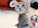 Darling Blue Spotted Savannah Kittens - Savannah Cat For Sale - Sunbury&comma; OH&comma; US