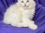 Ponscha - Ragdoll Cat For Sale - Miami&comma; FL&comma; US