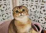 Whiskey - Scottish Fold Cat For Sale - New York&comma; NY&comma; US