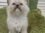 Mitted Ragdoll Boy - Ragdoll Kitten For Sale - Westborough&comma; MA&comma; US