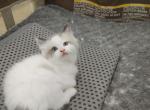 Bicolor Kitten - Ragdoll Cat For Sale - Westborough&comma; MA&comma; US