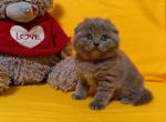 Mavise - Scottish Fold Cat For Sale - Hollywood&comma; FL&comma; US