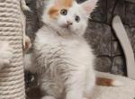 Alma - Maine Coon Cat For Sale - Hollywood&comma; FL&comma; US