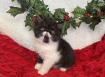 Prancer - Exotic Cat For Sale - Henderson&comma; CO&comma; US