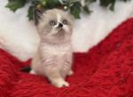 Dancer - Exotic Cat For Sale - Henderson&comma; CO&comma; US