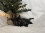 Hansel - Exotic Cat For Sale - Henderson&comma; CO&comma; US