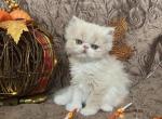 Maple - Persian Cat For Sale - Henderson&comma; CO&comma; US