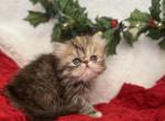 Cupid - Persian Cat For Sale - Henderson&comma; CO&comma; US