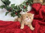 Rudolph - Persian Cat For Sale - Henderson&comma; CO&comma; US