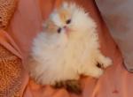 Priscilla - Persian Cat For Sale - FL&comma; US