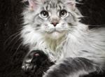 Joy - Maine Coon Cat For Sale - Grayslake&comma; IL&comma; US