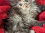 Liza - Maine Coon Cat For Sale - Staten Island&comma; NY&comma; US