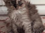 Lucy - Maine Coon Cat For Sale - Staten Island&comma; NY&comma; US