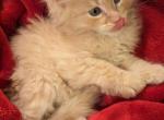 Leo - Maine Coon Cat For Sale - Staten Island&comma; NY&comma; US