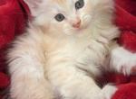 Lex - Maine Coon Cat For Sale - Staten Island&comma; NY&comma; US