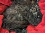 Leslie - Maine Coon Cat For Sale - Staten Island&comma; NY&comma; US