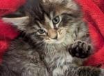Louis - Maine Coon Cat For Sale - Staten Island&comma; NY&comma; US