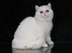 Jovial's Lexi - Exotic Cat For Sale - Newburgh&comma; NY&comma; US