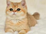 Camelot - British Shorthair Cat For Sale - Los Angeles&comma; CA&comma; US