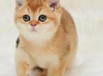 Cimba - British Shorthair Cat For Sale - Los Angeles&comma; CA&comma; US