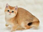 Cimba - British Shorthair Cat For Sale - Chicago&comma; IL&comma; US