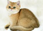 Camelia - British Shorthair Cat For Sale - Chicago&comma; IL&comma; US