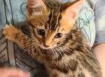 Delilah's girl - Bengal Cat For Sale - Christmas&comma; FL&comma; US