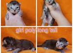 March females - Highlander Cat For Sale - Frenchtown&comma; MI&comma; US