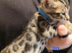Delilah's boy - Bengal Cat For Sale - Christmas&comma; FL&comma; US
