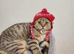 Patrick - Scottish Straight Cat For Sale - New York&comma; NY&comma; US