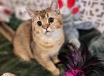 Leonardo - Scottish Straight Cat For Sale - New York&comma; NY&comma; US