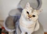 Sansa - Scottish Straight Cat For Sale - New York&comma; NY&comma; US