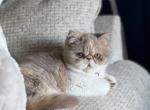 Tequila - Exotic Cat For Sale - TN&comma; US