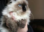 August female kittens - Himalayan Cat For Sale - Vestal&comma; NY&comma; US