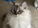 Beau - Siberian Cat For Sale - North Port&comma; FL&comma; US