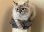 Gigi - Siberian Cat For Sale - North Port&comma; FL&comma; US