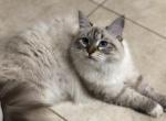 Wilona - Siberian Cat For Sale - North Port&comma; FL&comma; US