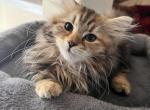 Freya - Siberian Cat For Sale - North Port&comma; FL&comma; US