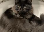 Peeta  Black Silver Mink - Munchkin Cat For Sale - West Palm Beach&comma; FL&comma; US