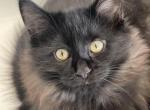 Prim  Black Mink - Munchkin Cat For Sale - West Palm Beach&comma; FL&comma; US